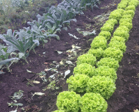 photo of lettuce rows