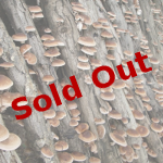 Mushroom session sold out